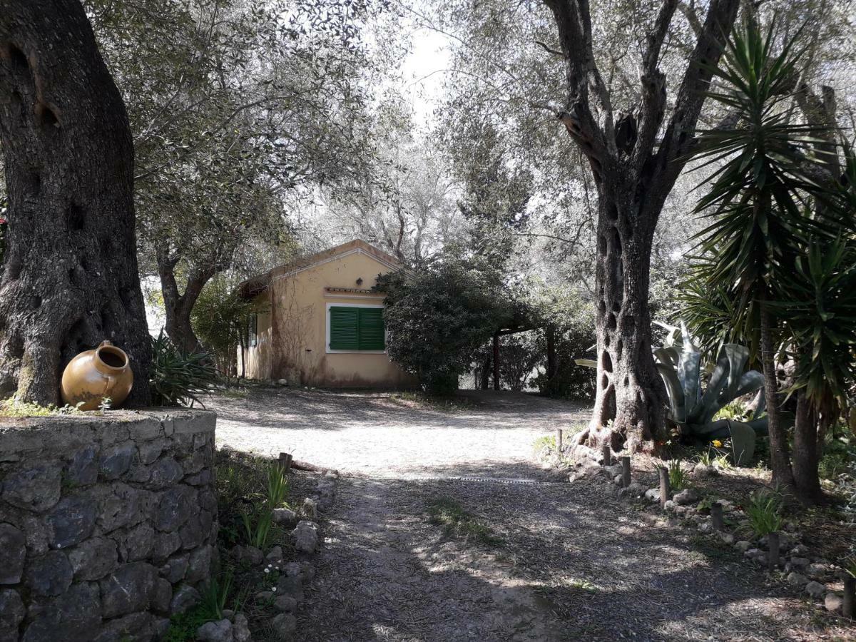 House In The Olive Garden Apartment Ágios Ioánnis Exterior foto